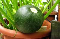 balconyveggies140713-04.jpg