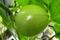 balconyveggies140714-02.jpg