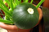 balconyveggies140715-01.jpg