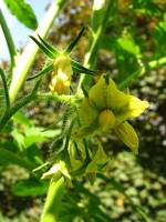 balconyveggies140716-03.jpg