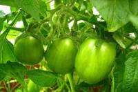 balconyveggies140717-01.jpg