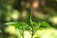 balconyveggies140717-02.jpg
