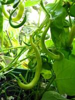balconyveggies140718-01.jpg