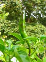 balconyveggies140720-01.jpg