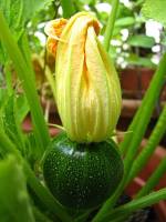 balconyveggies140724-03.jpg
