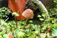balconyveggies140724_tn.jpg