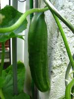 balconyveggies140725-02.jpg