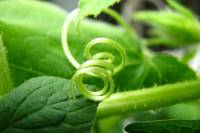 balconyveggies140725-04.jpg