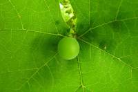 balconyveggies140727-03.jpg