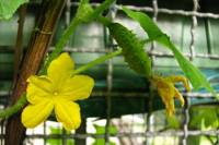 balconyveggies140730-01.jpg