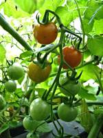 balconyveggies140731.jpg