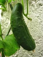 balconyveggies140802-02.jpg