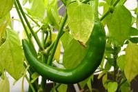 balconyveggies140802-03.jpg
