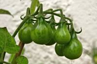 balconyveggies140802-04.jpg