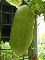 balconyveggies140802-06.jpg