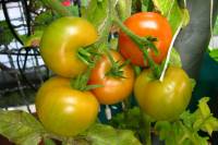 balconyveggies140820-01.jpg