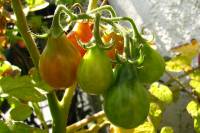 balconyveggies140820-02.jpg