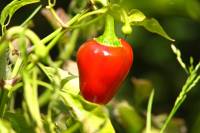 balconyveggies140820-04.jpg