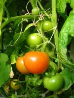 balconyveggies140820-06.jpg