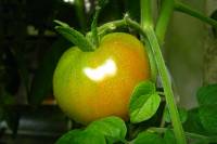 balconyveggies140820-07.jpg