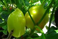 balconyveggies140821-01.jpg