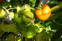 balconyveggies140821-02.jpg