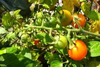 balconyveggies140821-04.jpg