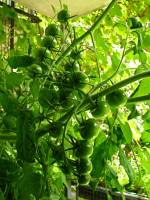 balconyveggies140821-05.jpg