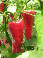 balconyveggies140910-08.jpg