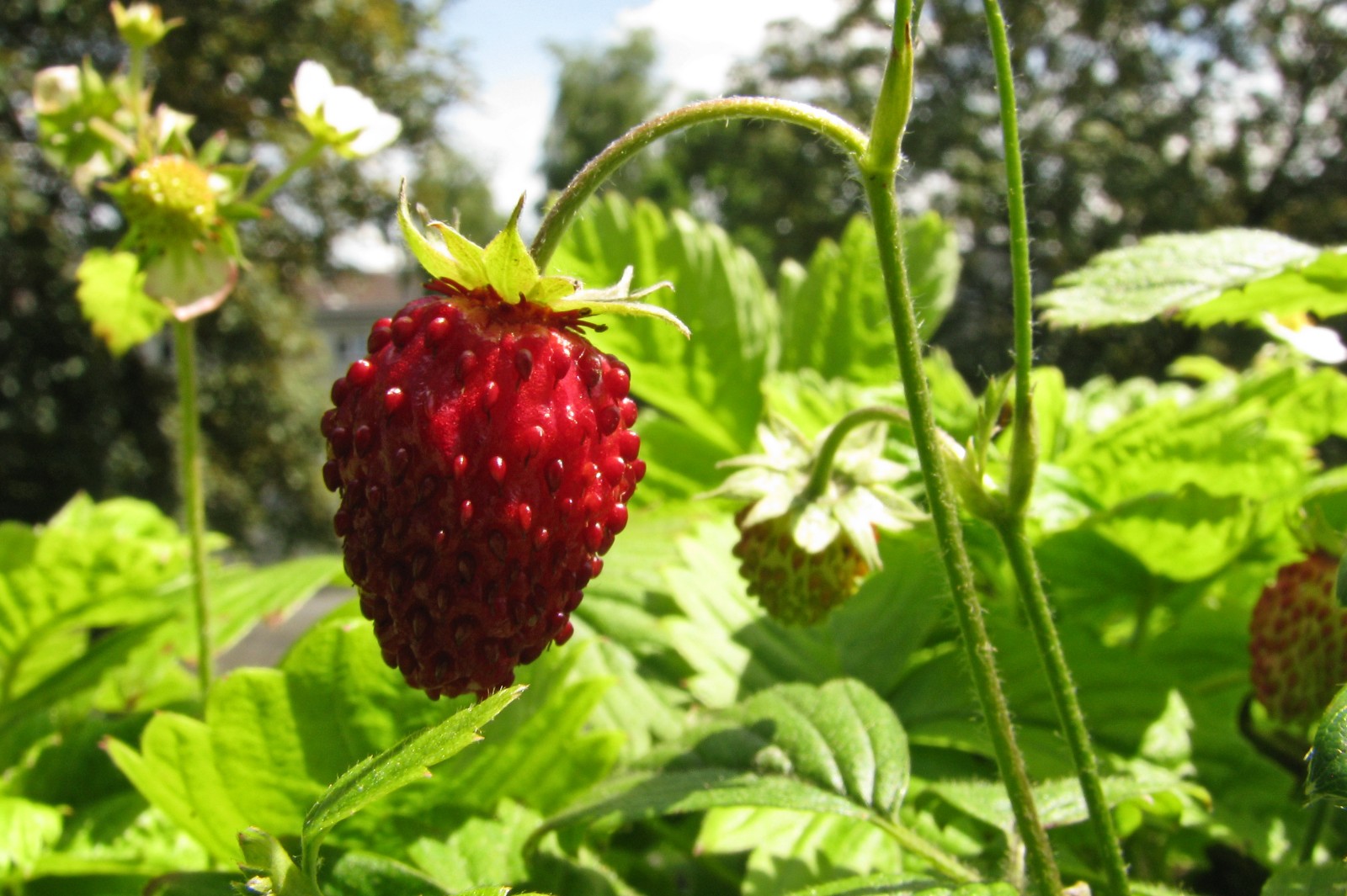balconyveggies140525-01.jpg
