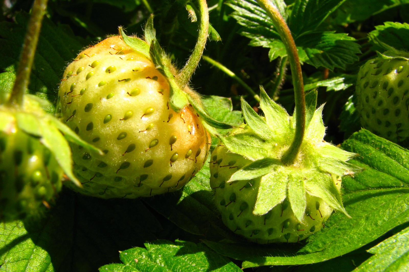 balconyveggies140531-01.jpg