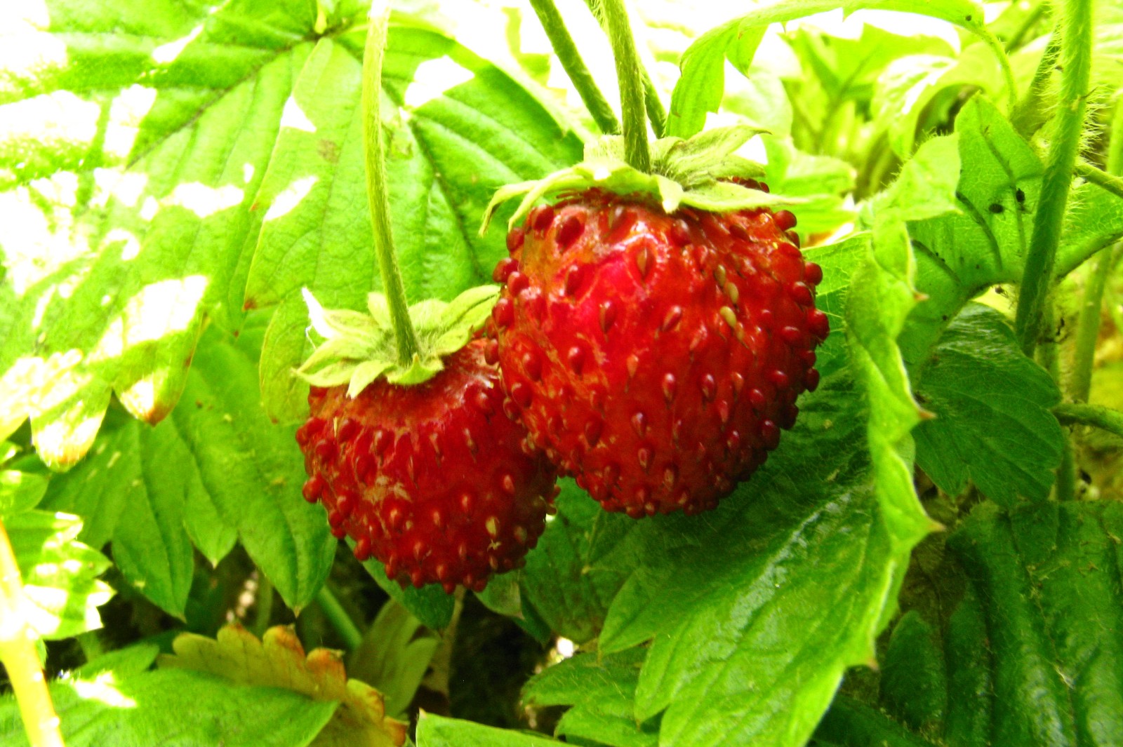 balconyveggies140531-02.jpg