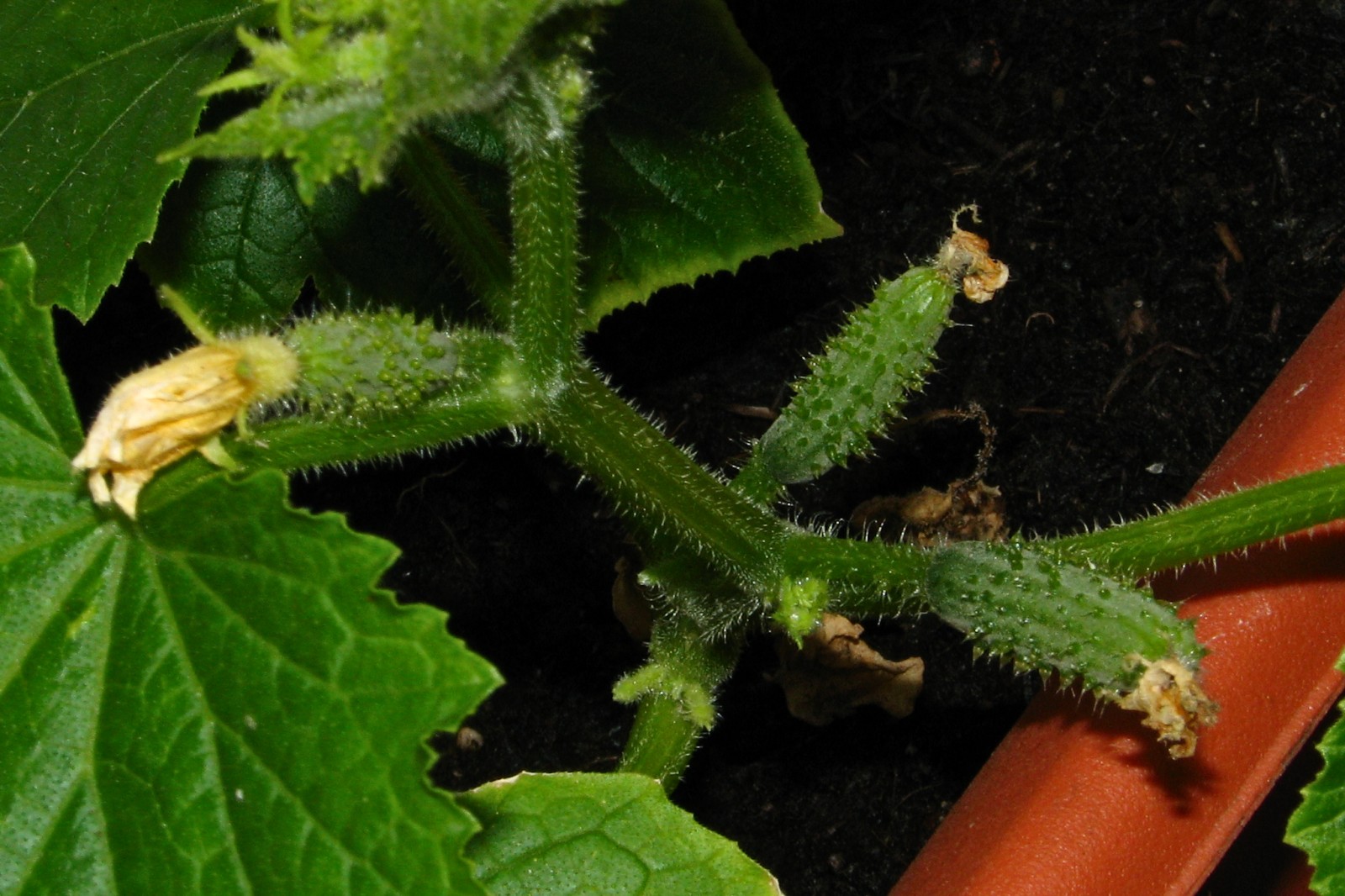 balconyveggies140531-03.jpg