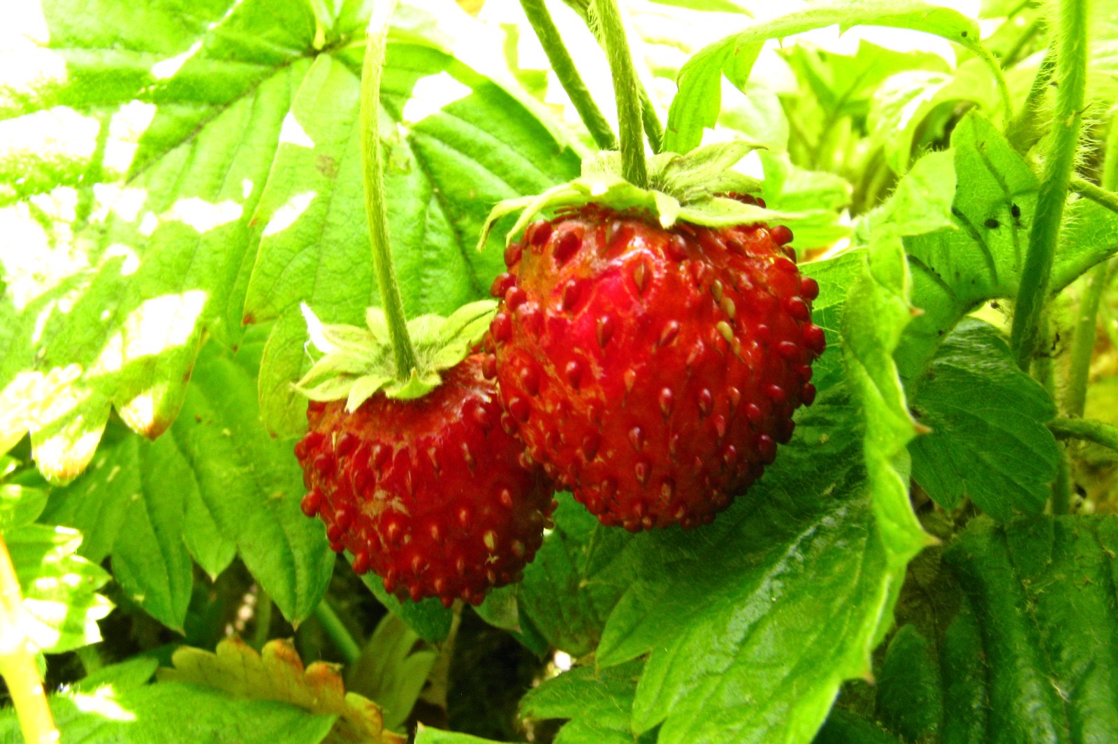 balconyveggies140602-01.jpg
