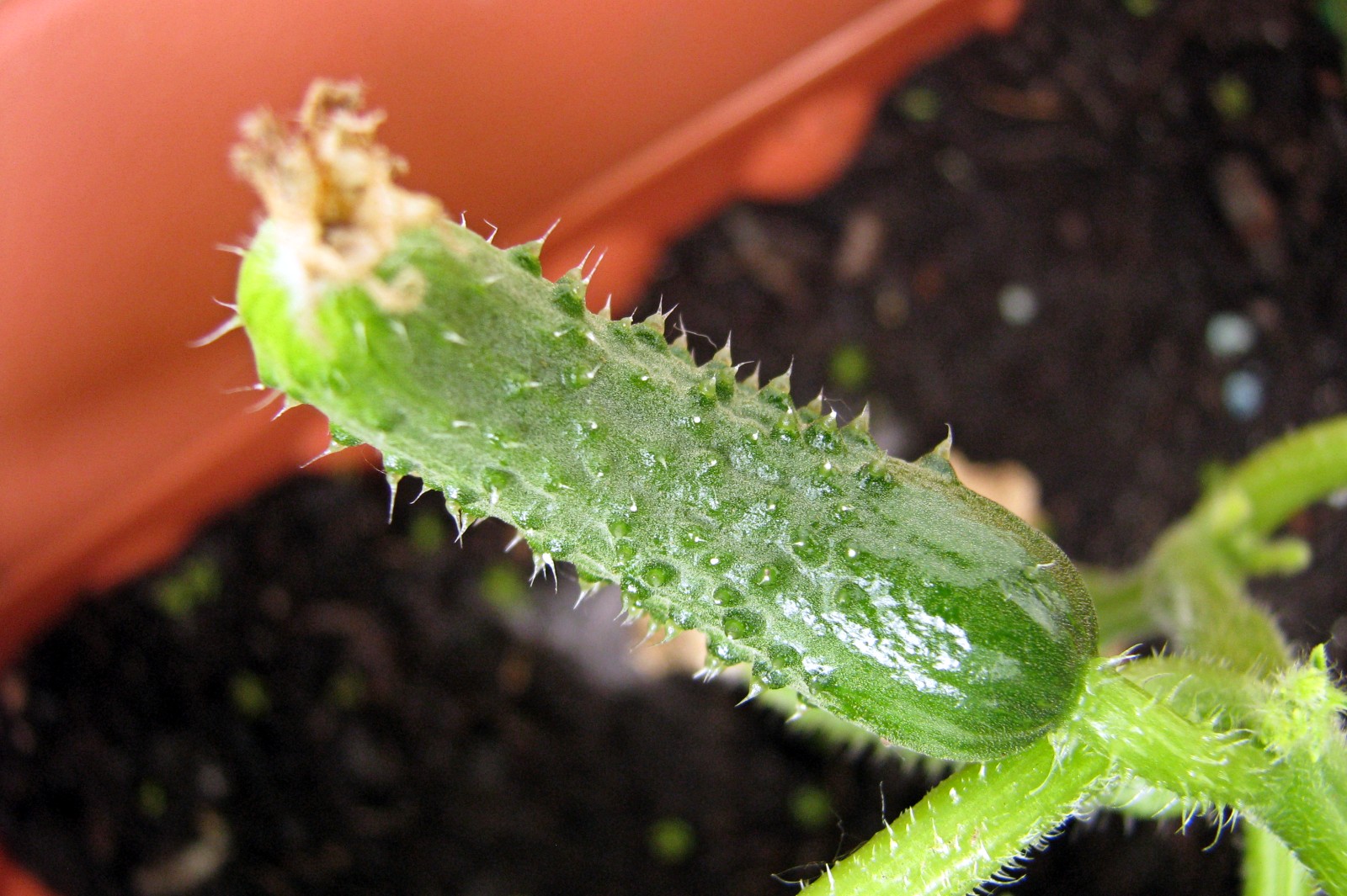 balconyveggies140604-01.jpg