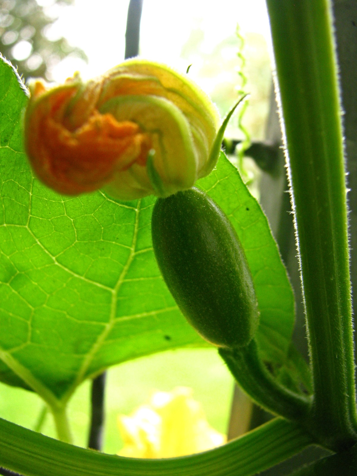 balconyveggies140628-03.jpg