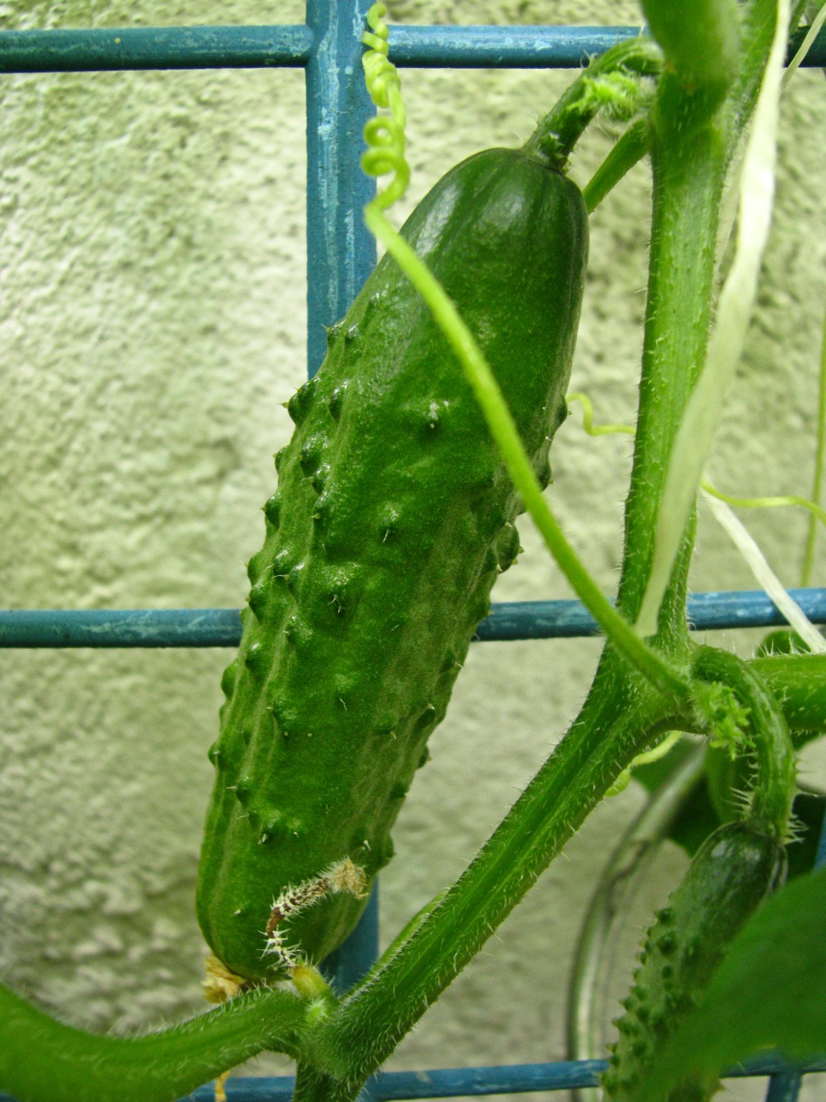 balconyveggies140701-01.jpg