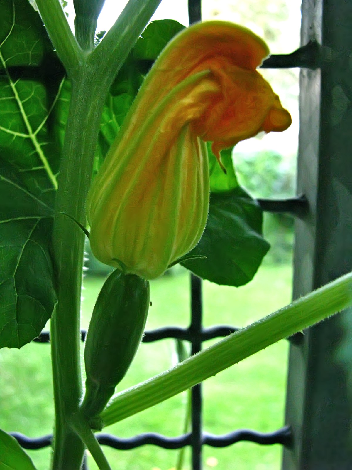 balconyveggies140702-07.jpg
