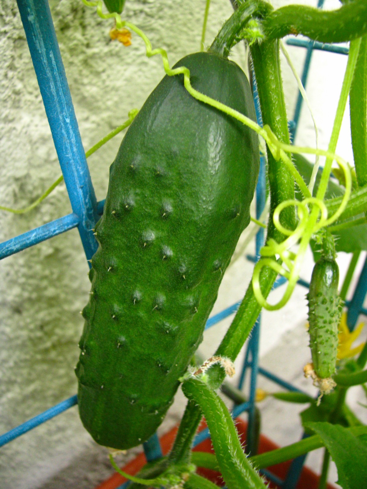 balconyveggies140704-03.jpg