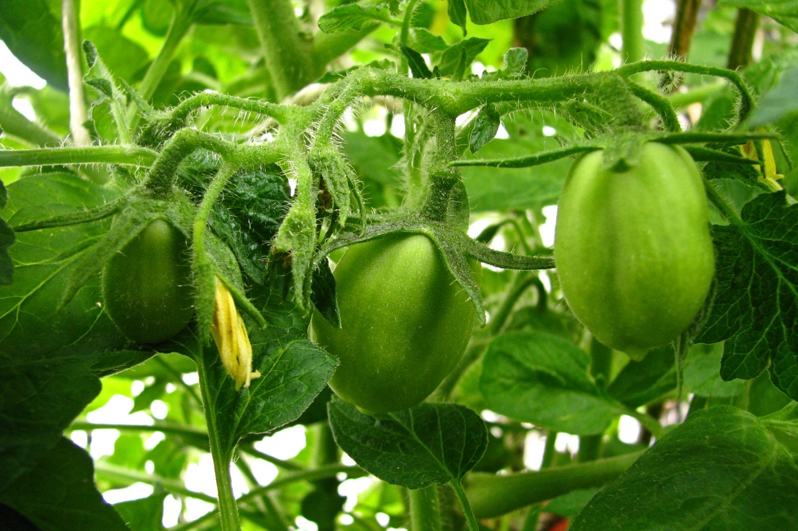 balconyveggies140704-05.jpg