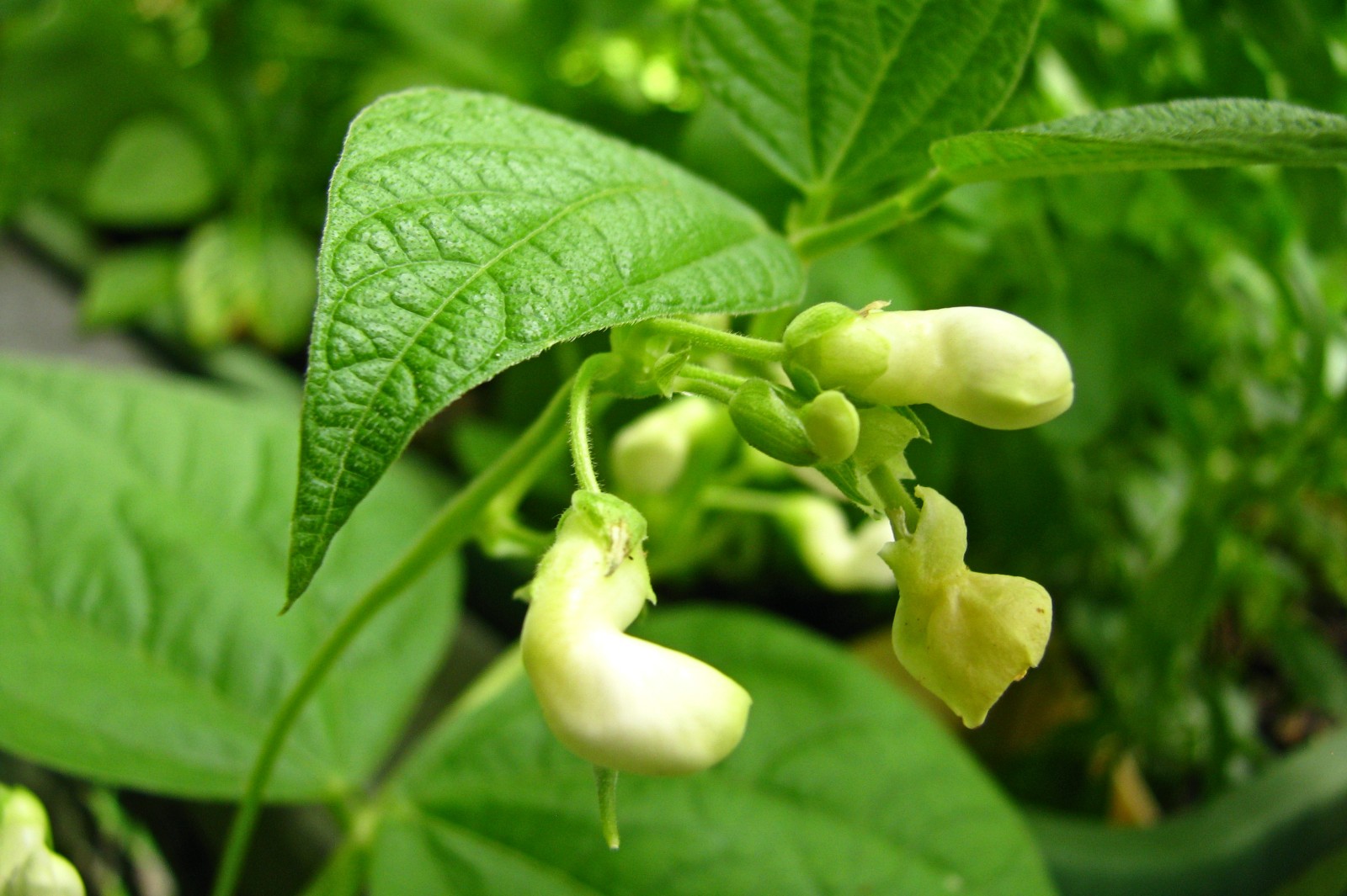 balconyveggies140711-03.jpg