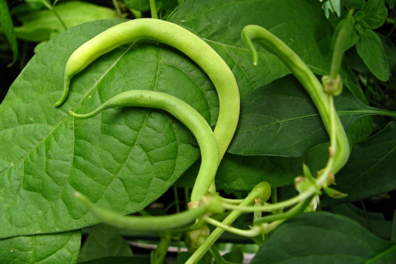 balconyveggies140712-02.jpg