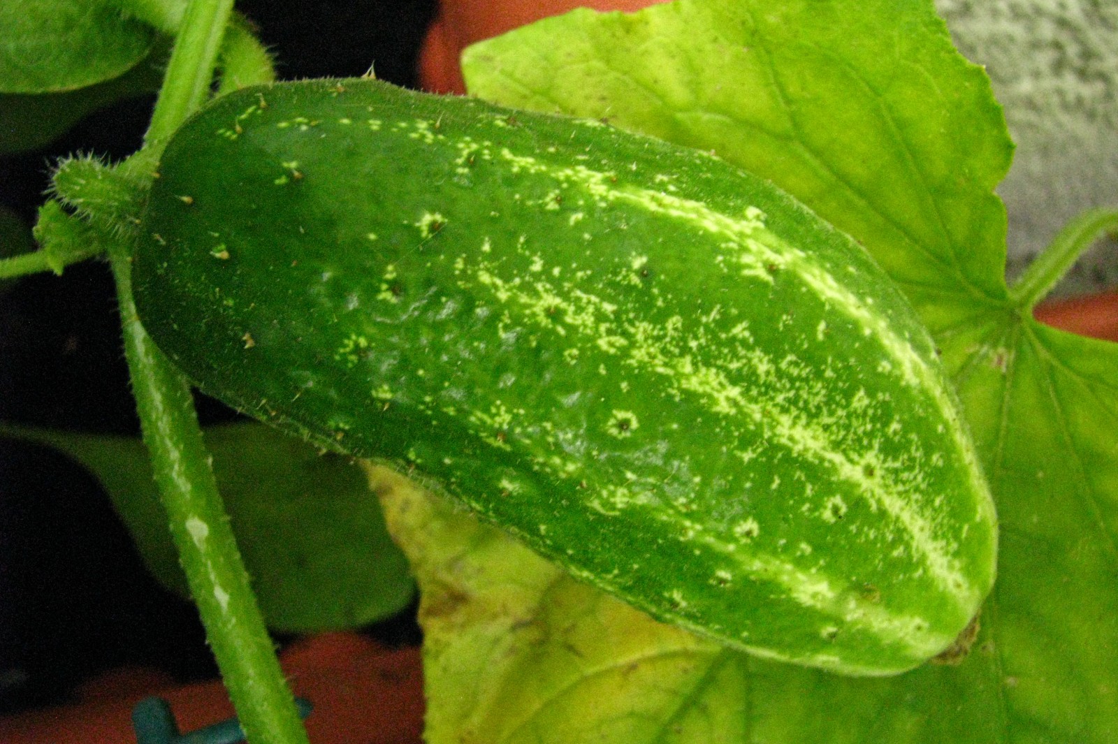 balconyveggies140715-03.jpg
