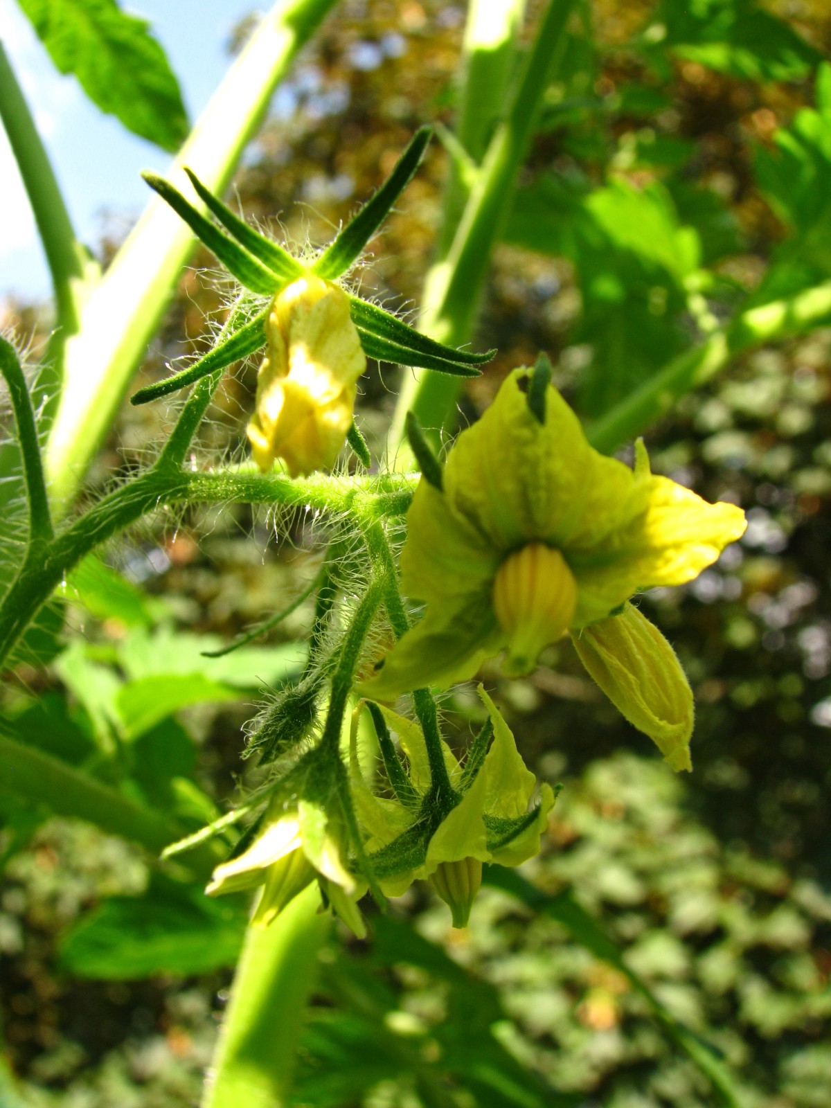 balconyveggies140716-03.jpg