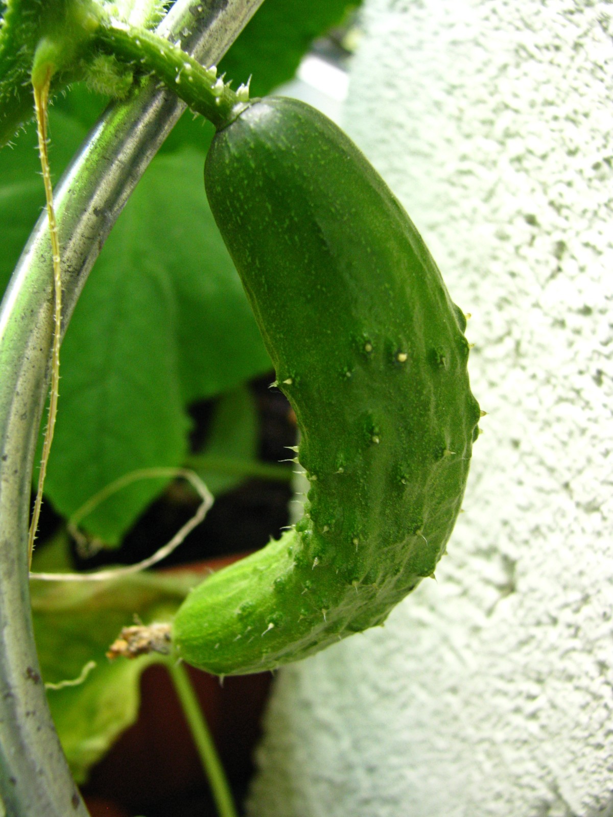 balconyveggies140717-05.jpg