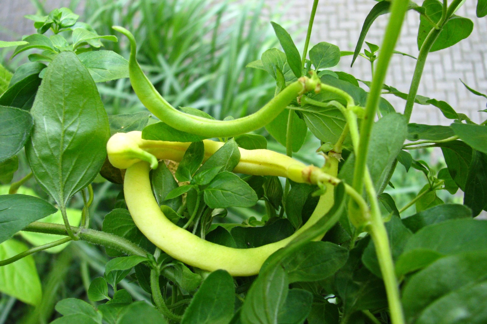 balconyveggies140718-02.jpg