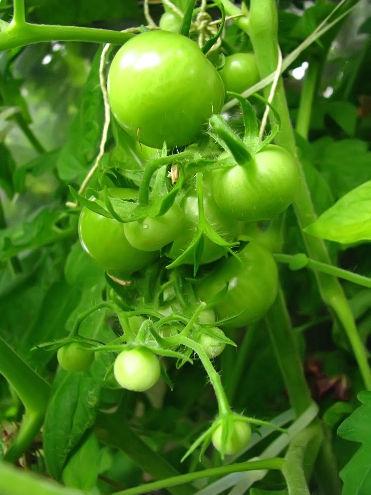 balconyveggies140721-04.jpg