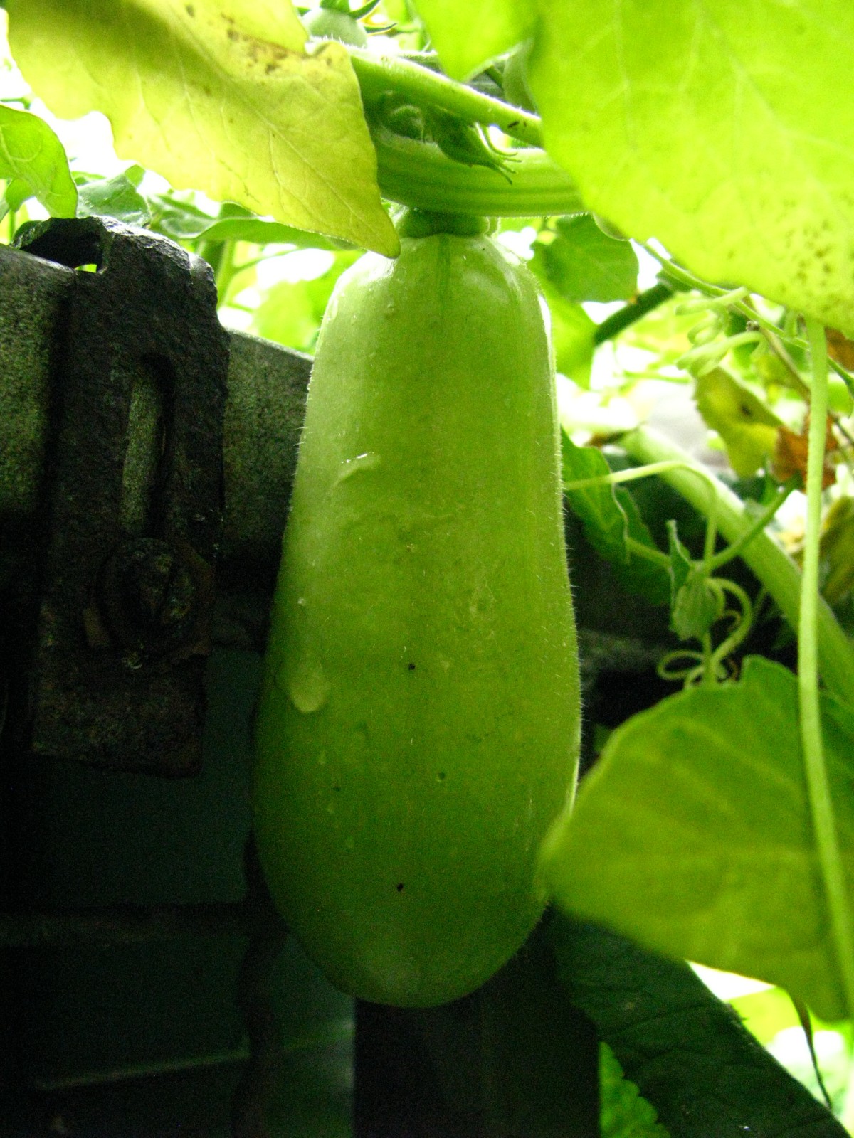 balconyveggies140721-06.jpg