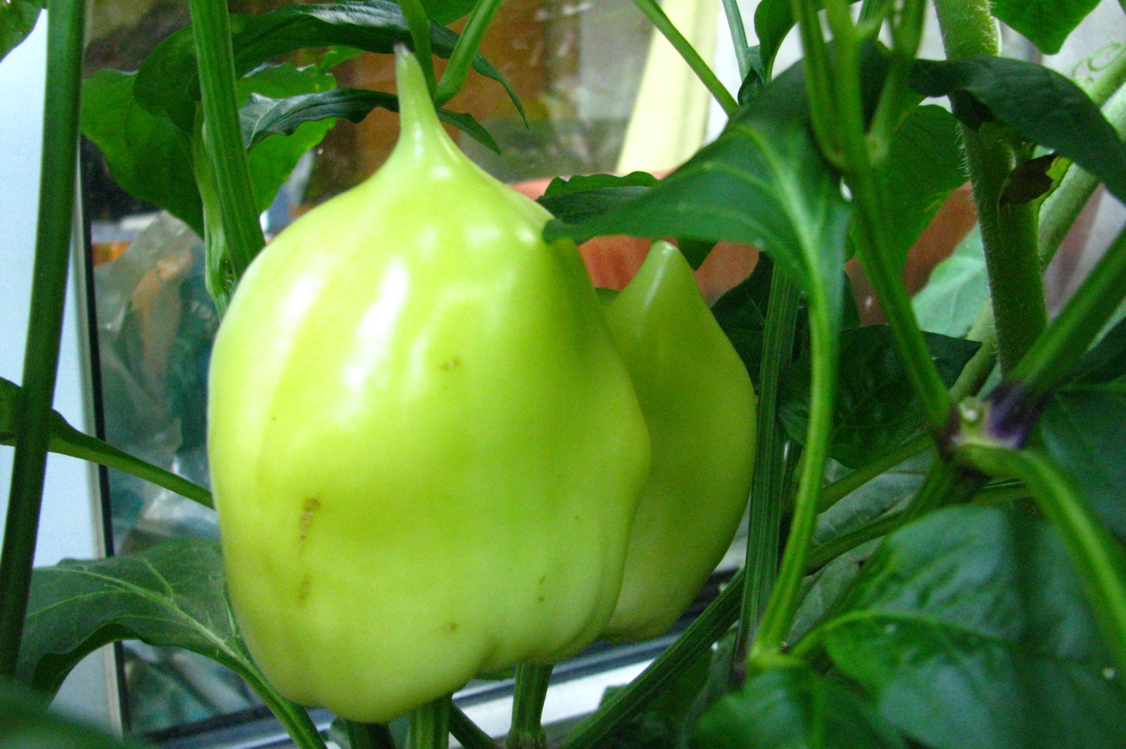 balconyveggies140726-02.jpg