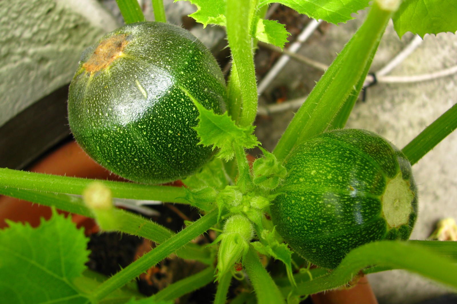 balconyveggies140727-01.jpg